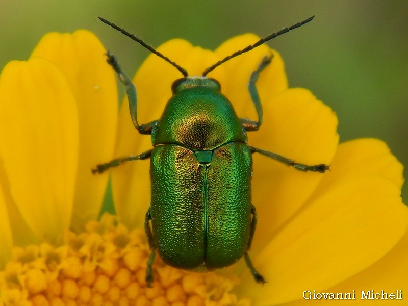 Chrysomelidae: Cryptocephalus sp.